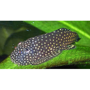 ГАСТРОМИЗОН