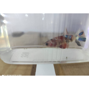 КУРОЧКА ПЛАКАТ КОИ КАНДИ