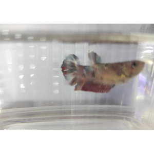 КУРОЧКА ПЛАКАТ КОИ КАНДИ