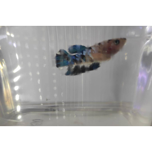 КУРОЧКА ПЛАКАТ КОИ КАНДИ