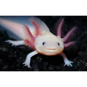 Белый аксолотль — это искусственная форма неотенической личинки мексиканской амбистомы. В природе аксолотли обычно имеют тёмно-коричневый или чёрный окрас, но в неволе благодаря селекции выведены особи с разнообразной цветовой гаммой, включая белые.