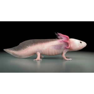 Белый аксолотль — это искусственная форма неотенической личинки мексиканской амбистомы. В природе аксолотли обычно имеют тёмно-коричневый или чёрный окрас, но в неволе благодаря селекции выведены особи с разнообразной цветовой гаммой, включая белые.