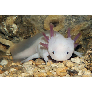 Белый аксолотль — это искусственная форма неотенической личинки мексиканской амбистомы. В природе аксолотли обычно имеют тёмно-коричневый или чёрный окрас, но в неволе благодаря селекции выведены особи с разнообразной цветовой гаммой, включая белые.