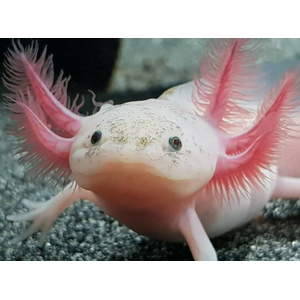 Белый аксолотль — это искусственная форма неотенической личинки мексиканской амбистомы. В природе аксолотли обычно имеют тёмно-коричневый или чёрный окрас, но в неволе благодаря селекции выведены особи с разнообразной цветовой гаммой, включая белые.