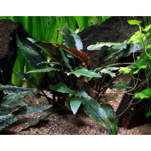КРИПТОКОРИНА БЕККЕТТИ - Cryptocoryne beckettii