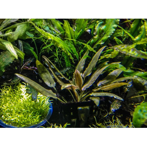 КРИПТОКОРИНА БЕККЕТТИ - Cryptocoryne beckettii