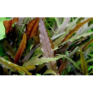 КРИПТОКОРИНА БЕККЕТТИ - Cryptocoryne beckettii