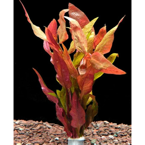 АЛЬТЕРНАНТЕРА ЛИЛОВАЯ - Alternanthera lilacina