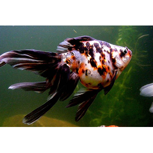 ВУАЛЕХВОСТ ситцевый - Сarassius auratus