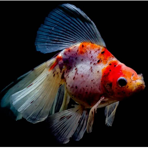 ВУАЛЕХВОСТ ситцевый - Сarassius auratus