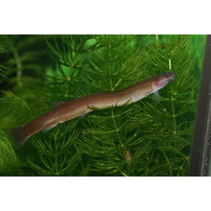 Pangio oblonga — вид аквариумной рыбы из семейства вьюновых. Другие названия: пангио облонга, яванский голец, чёрный кюли, шоколадный кюли.