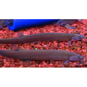 Pangio oblonga — вид аквариумной рыбы из семейства вьюновых. Другие названия: пангио облонга, яванский голец, чёрный кюли, шоколадный кюли.