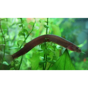 Pangio oblonga — вид аквариумной рыбы из семейства вьюновых. Другие названия: пангио облонга, яванский голец, чёрный кюли, шоколадный кюли.