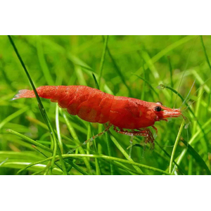 КРЕВЕТКА КРАСНЫЙ ОГОНЬ - Neocaridina heteropoda var. Fire Red