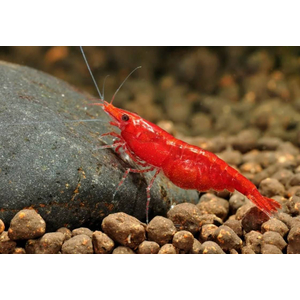 КРЕВЕТКА КРАСНЫЙ ОГОНЬ - Neocaridina heteropoda var. Fire Red