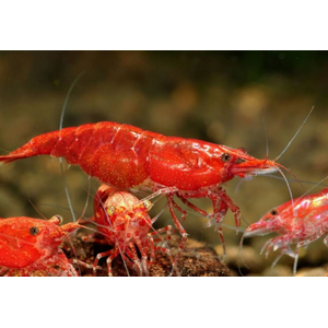 КРЕВЕТКА КРАСНЫЙ ОГОНЬ - Neocaridina heteropoda var. Fire Red
