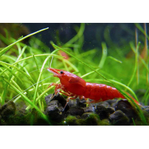 КРЕВЕТКА КРАСНЫЙ ОГОНЬ - Neocaridina heteropoda var. Fire Red
