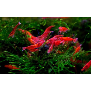 КРЕВЕТКА КРАСНЫЙ ОГОНЬ - Neocaridina heteropoda var. Fire Red