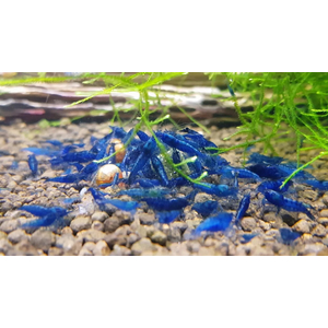 КРЕВЕТКА СИНЯЯ БЛЮ ДРИМ  голубая мечта Blue Dream - Neocaridina heteropoda