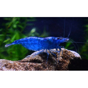 КРЕВЕТКА СИНЯЯ БЛЮ ДРИМ  голубая мечта Blue Dream - Neocaridina heteropoda