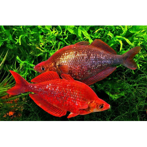 Глоссолепис красный (Glossolepis incisus) — пресноводная лучепёрая рыбка из семейства Радужницы. Имеет исторические названия: атерина красная, новогвинейская радужница, радужник гребенчатый и др.