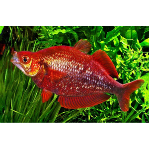 Глоссолепис красный (Glossolepis incisus) — пресноводная лучепёрая рыбка из семейства Радужницы. Имеет исторические названия: атерина красная, новогвинейская радужница, радужник гребенчатый и др.