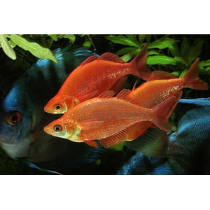 Глоссолепис красный (Glossolepis incisus) — пресноводная лучепёрая рыбка из семейства Радужницы. Имеет исторические названия: атерина красная, новогвинейская радужница, радужник гребенчатый и др.