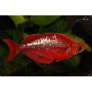 Глоссолепис красный (Glossolepis incisus) — пресноводная лучепёрая рыбка из семейства Радужницы. Имеет исторические названия: атерина красная, новогвинейская радужница, радужник гребенчатый и др.