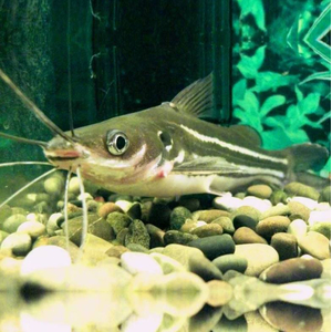 Сом МИСТУССом МИСТУС