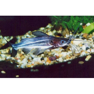 Сом МИСТУССом МИСТУС