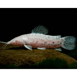 ТОРАКАТУМ БЕЛЫЙ (таракатум)