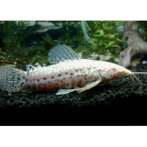 ТОРАКАТУМ БЕЛЫЙ (таракатум)