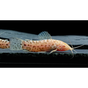 ТОРАКАТУМ БЕЛЫЙ (таракатум)