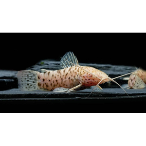 ТОРАКАТУМ БЕЛЫЙ (таракатум)