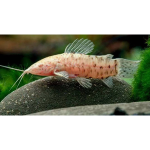 ТОРАКАТУМ БЕЛЫЙ (таракатум)