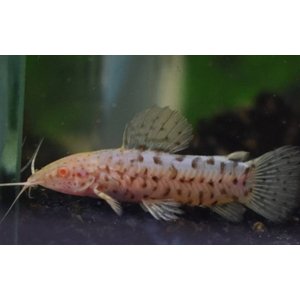 ТОРАКАТУМ БЕЛЫЙ (таракатум)