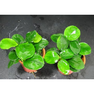 АНУБИАС БАРТЕРИ КРУГЛЫЙ ЛИСТ