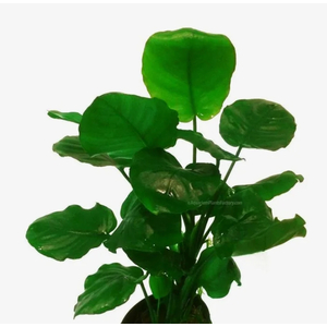 АНУБИАС БАРТЕРИ КРУГЛЫЙ ЛИСТ