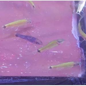 Водорослеед ГЛО ЖЕЛТЫЙ