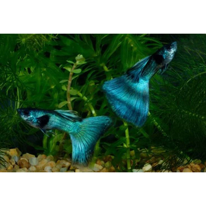 ГУППИ МАЛАХИТ