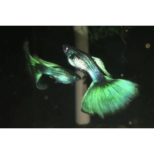 ГУППИ МАЛАХИТ