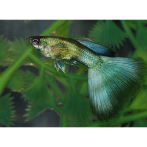 ГУППИ МАЛАХИТ