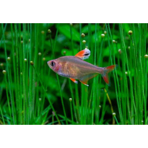 Орнатус белоплавничный (Hyphessobrycon bentosi var. White Fin) — аквариумная рыбка из семейства Characidae (Харациновые), селекционная форма обыкновенного орнатуса.