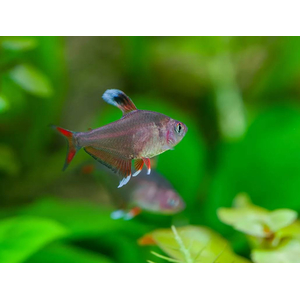 Орнатус белоплавничный (Hyphessobrycon bentosi var. White Fin) — аквариумная рыбка из семейства Characidae (Харациновые), селекционная форма обыкновенного орнатуса.