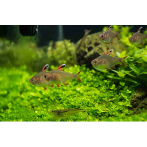 Орнатус белоплавничный (Hyphessobrycon bentosi var. White Fin) — аквариумная рыбка из семейства Characidae (Харациновые), селекционная форма обыкновенного орнатуса.