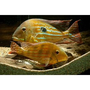 ГЕОФАГУС ВАЙНМИЛЛЕРА