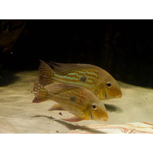 ГЕОФАГУС ВАЙНМИЛЛЕРА