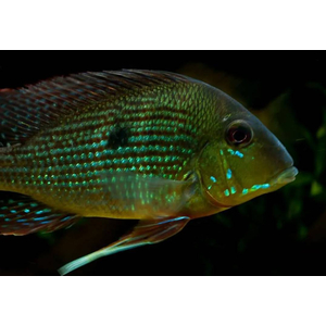 ГЕОФАГУС ВАЙНМИЛЛЕРА