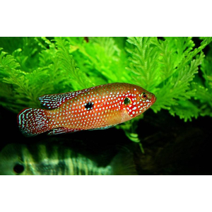 Hemichromis bimaculatus — латинское название хромиса-красавца — аквариумной рыбы семейства цихловых. Родиной вида является тропическая Африка (бассейны рек Нила, Нигера и Конго).