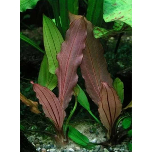 Эхинодорус Красный Бриллиант (Echinodorus 'Red Diamond')